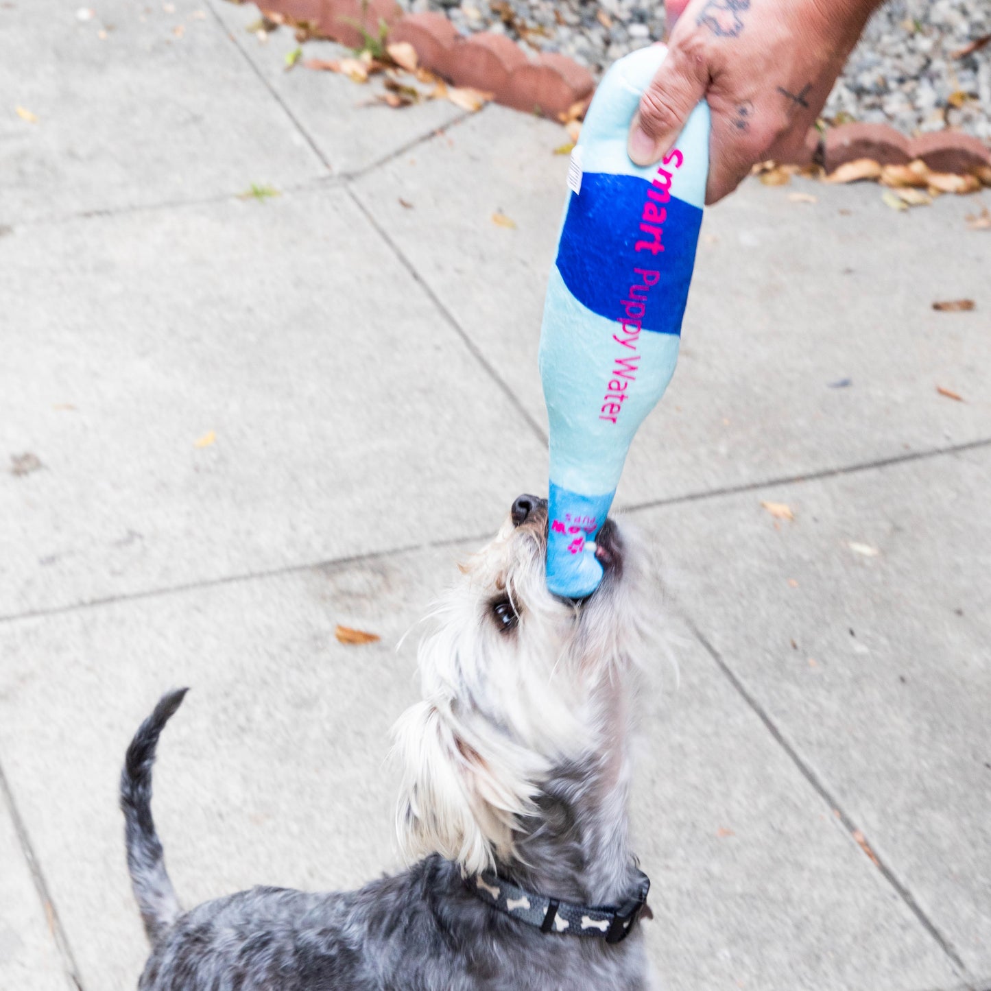 Squeaky Water Bottle Plush Dog Toy- Glow Pups by Glow Pups
