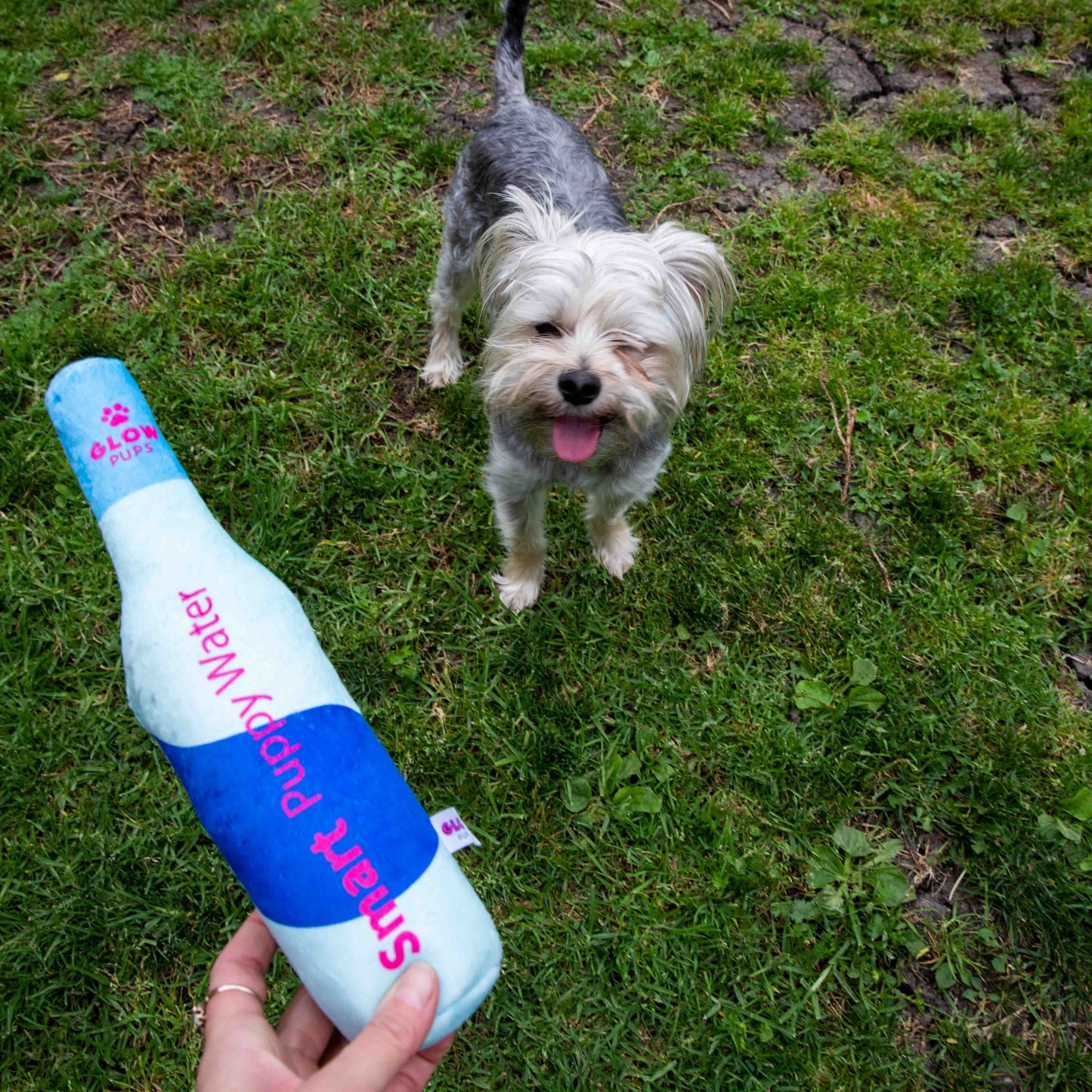 Squeaky Water Bottle Plush Dog Toy- Glow Pups by Glow Pups
