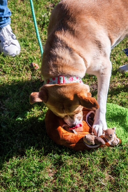 Wooded Animal in Tree Dog Toy