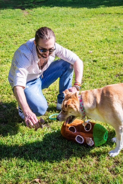 Wooded Animal in Tree Dog Toy