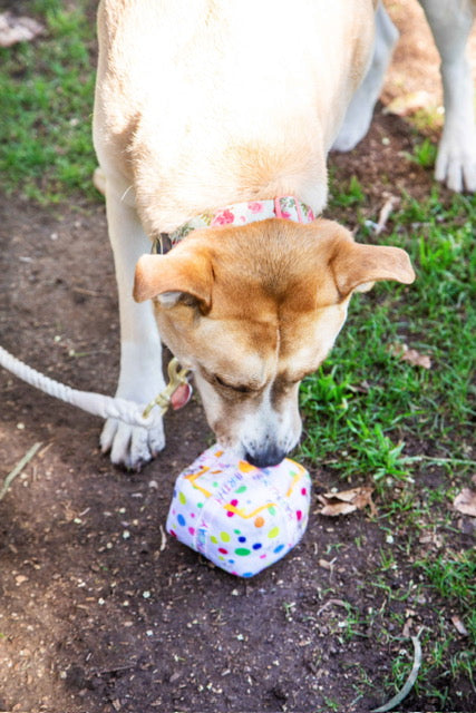 Squeaky Birthday Present Plush Dog Toy