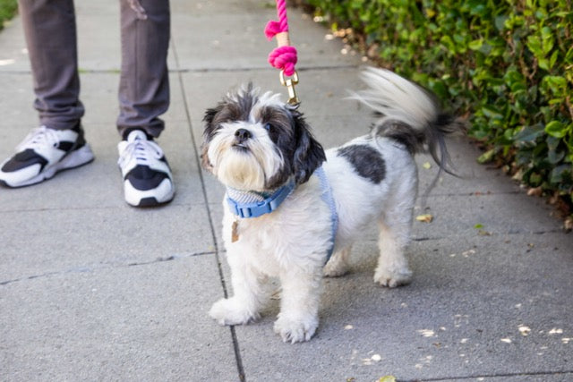 Fuchsia Boho Chic Dog Leash