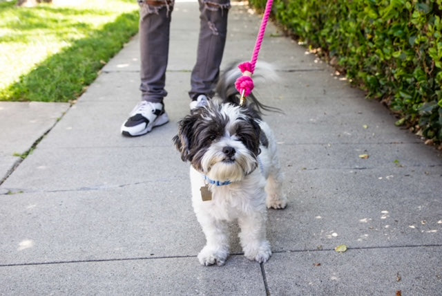 Fuchsia Boho Chic Dog Leash