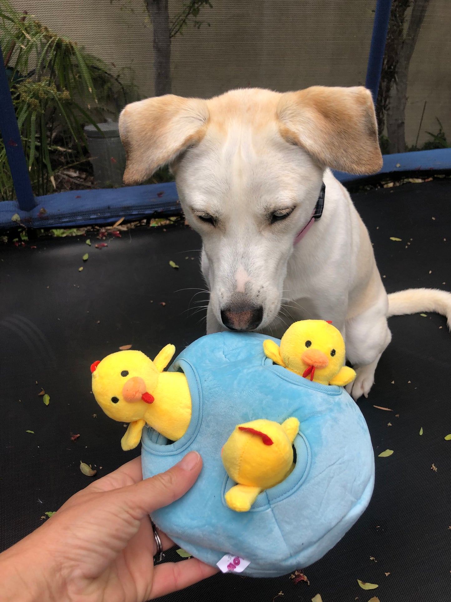 Burrow Chicken in Egg Dog Toys