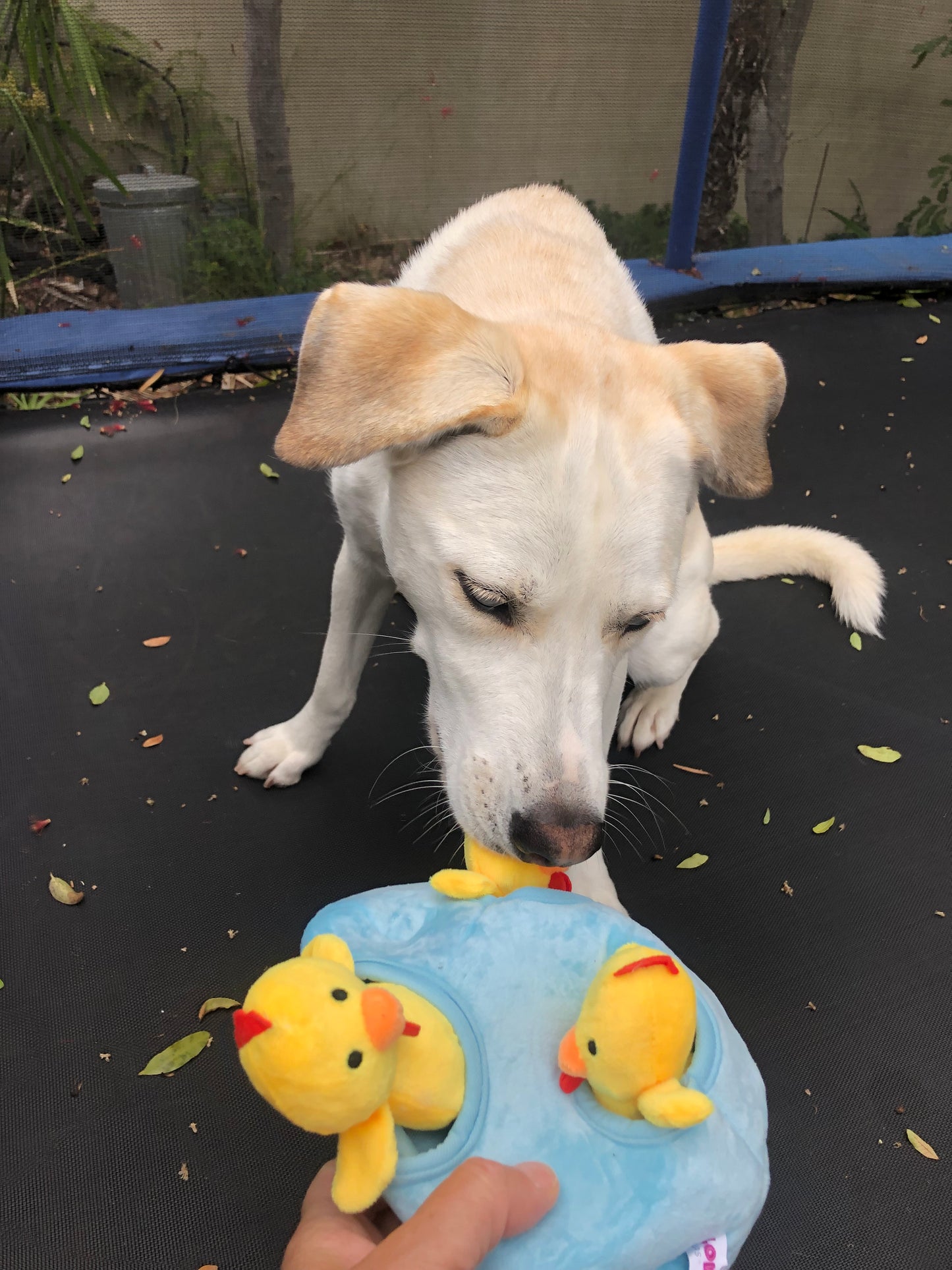 Burrow Chicken in Egg Dog Toys